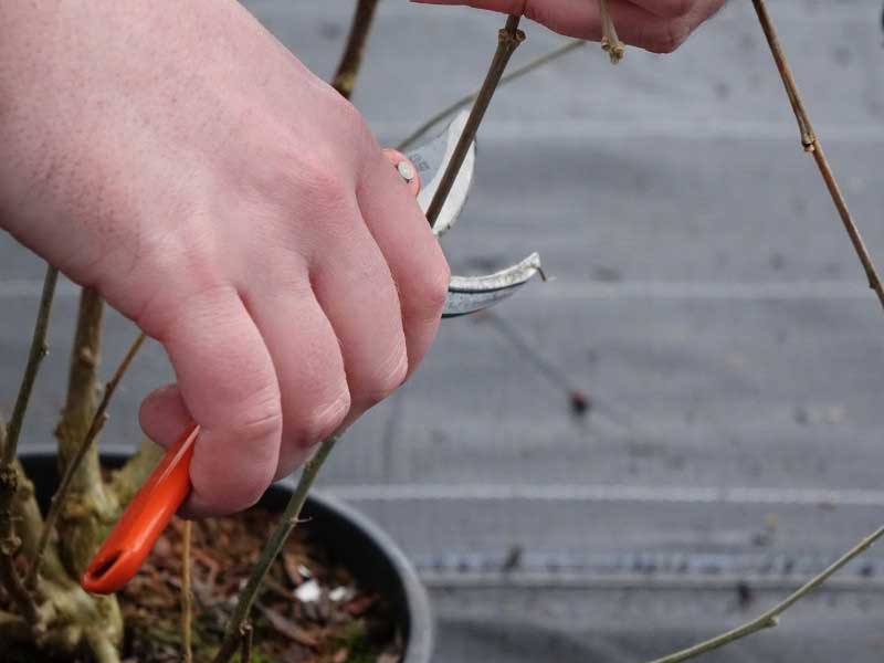 Comment tailler un Hibiscus ou Althea