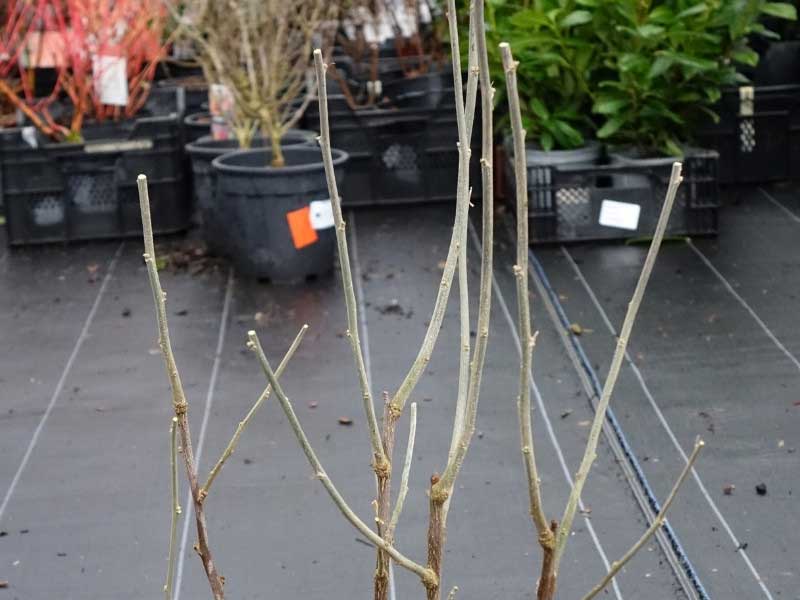 Comment tailler un Hibiscus ou Althea