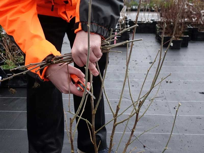 Nos conseils pour tailler un Hibiscus ou Althea