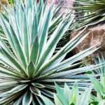 Agaves, yuccas et cactées : des plantes exotiques pour un jardin unique !