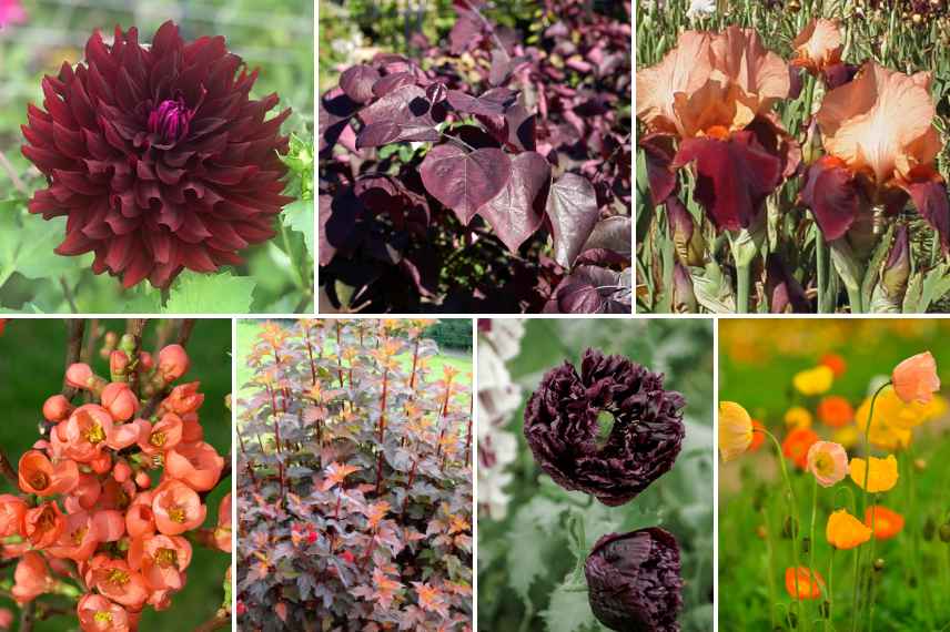 composer creer amenager massif orange et pourpre