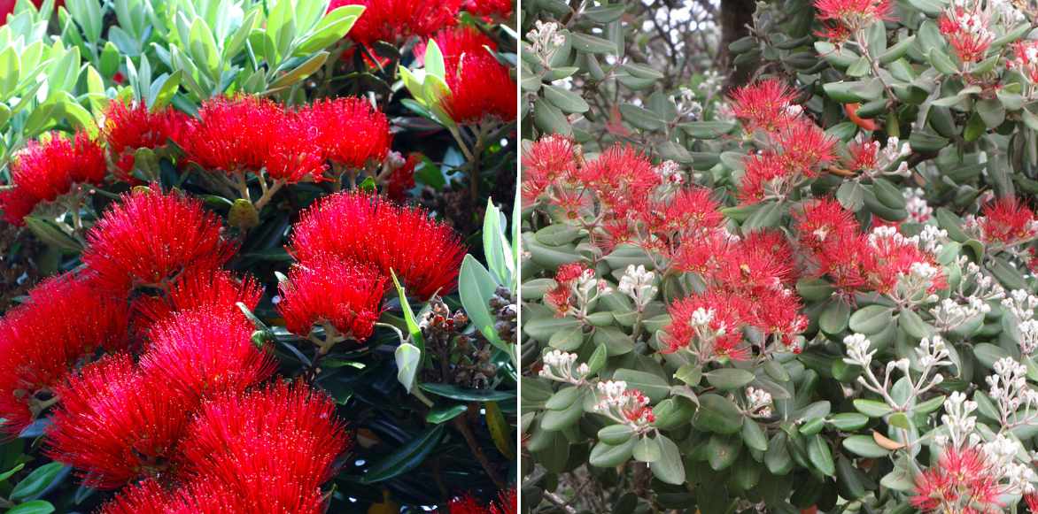 Metrosideros planter cultiver entretenir