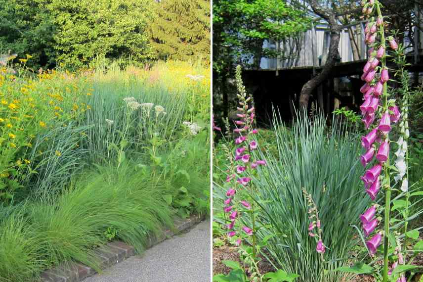 Panicum varietes, Panic erige eleve, comment choisir un panicum