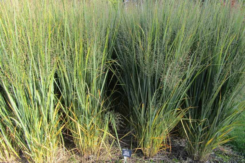 Panicum varietes, Panic erige eleve, comment choisir un panicum