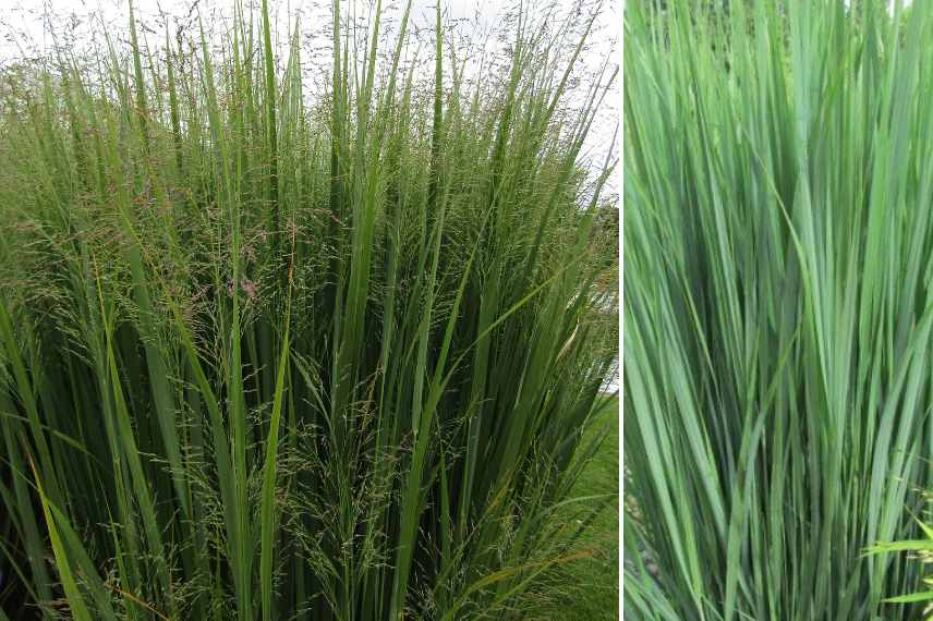 Panicum meilleures varietes, Panicum les plus beaux
