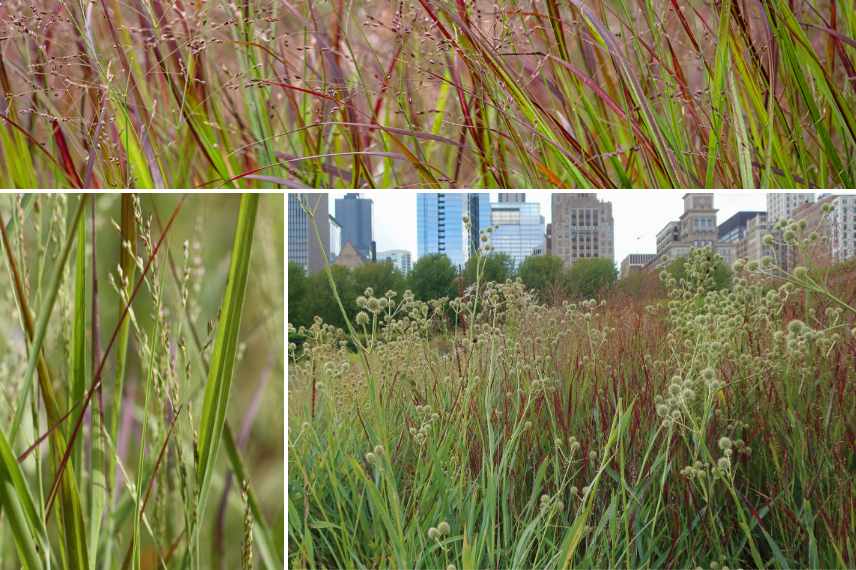 Panicum meilleures varietes, Panicum les plus beaux