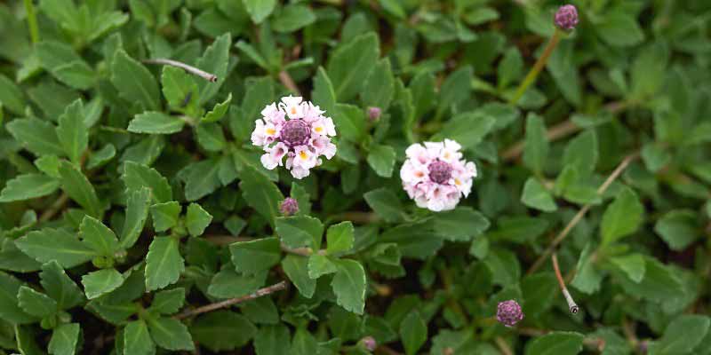 comment multiplier le Phyla ou Lippia nodiflora