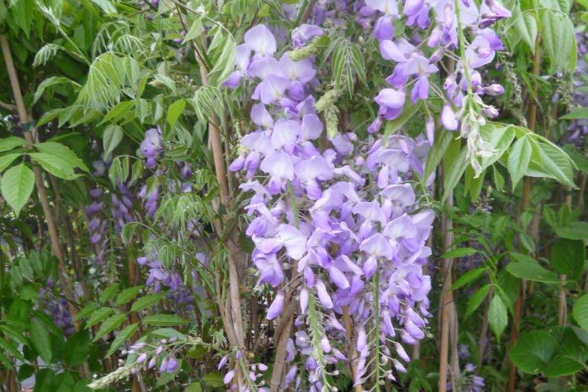 fleurs de Wisteria sinensis Caroline
