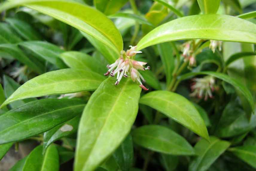 Sarcococca cultiver en pot, sarcococca culture en pot