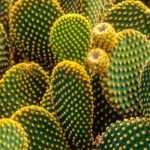 5 cactus et plantes grasses qui résistent au froid et à la sécheresse