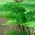 Les plantes d'intérieur les plus faciles à cultiver