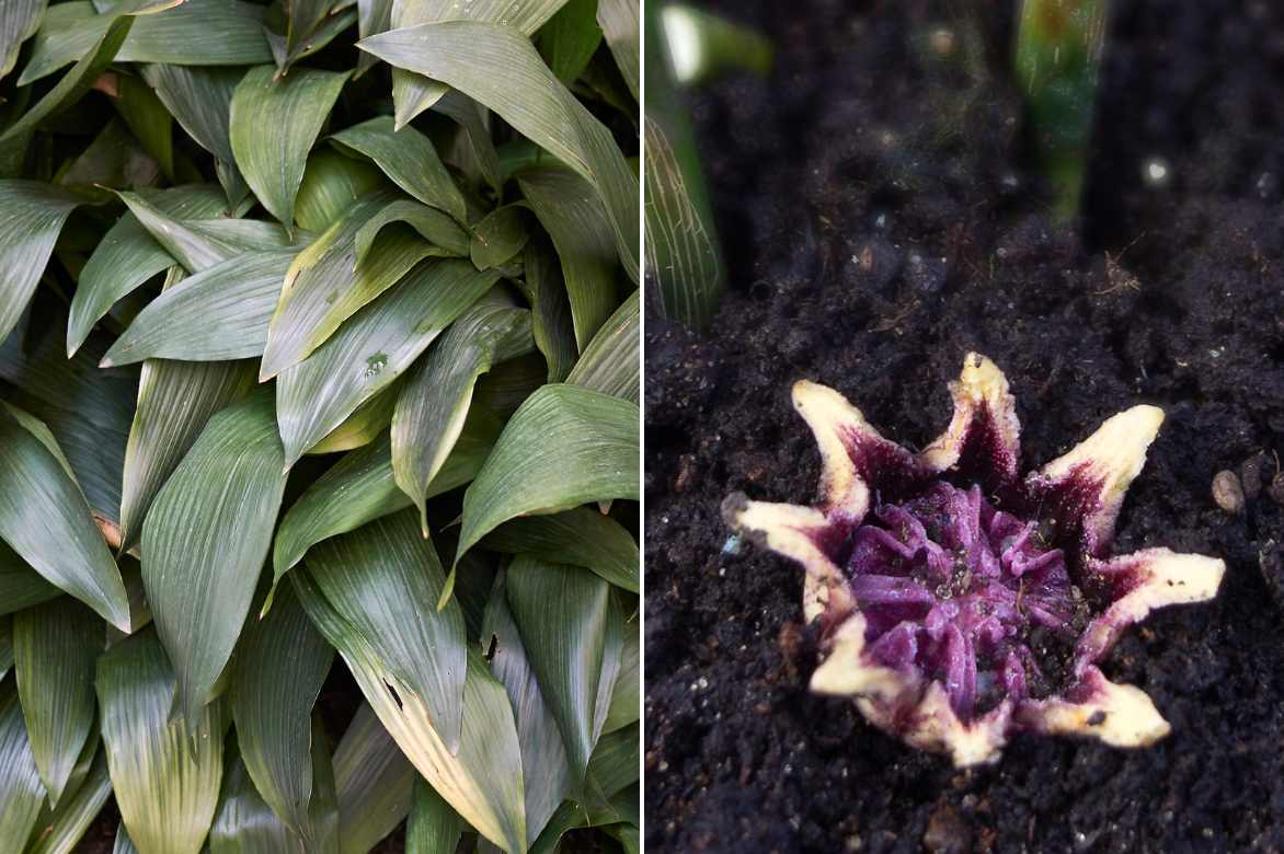 Aspidistra culture entretien, plante de fer, langue de belle mere, plante ombre seche