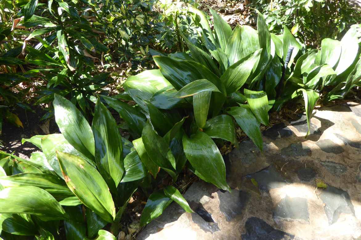 Aspidistra culture entretien, plante de fer, langue de belle mere, plante ombre seche