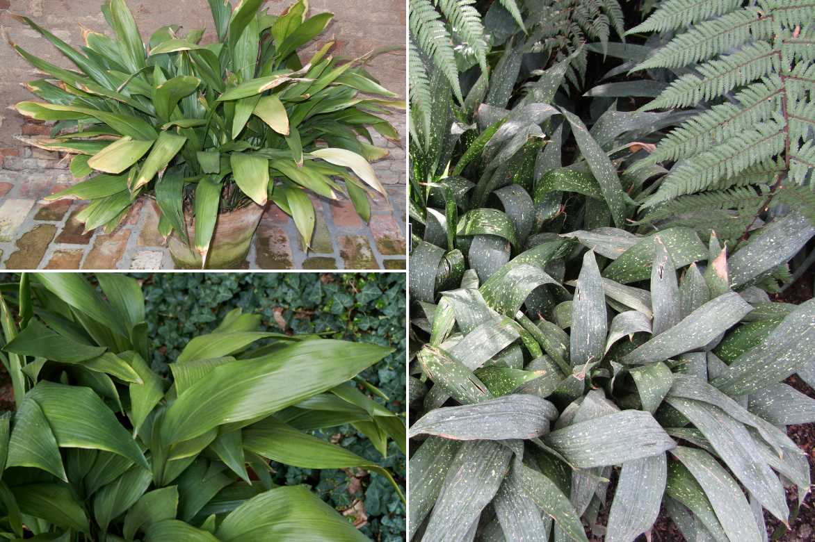 Aspidistra culture entretien, plante de fer, langue de belle mere, plante ombre seche