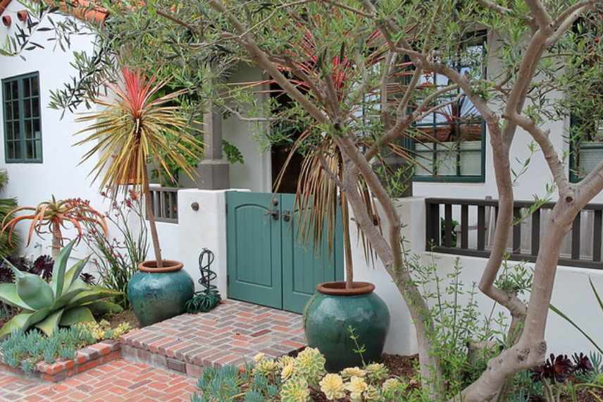 cultiver une cordyline en pot, cordyline potée, cordyline sur terrasse ou balcon