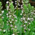 Comment récolter et semer des graines d'acanthe ?