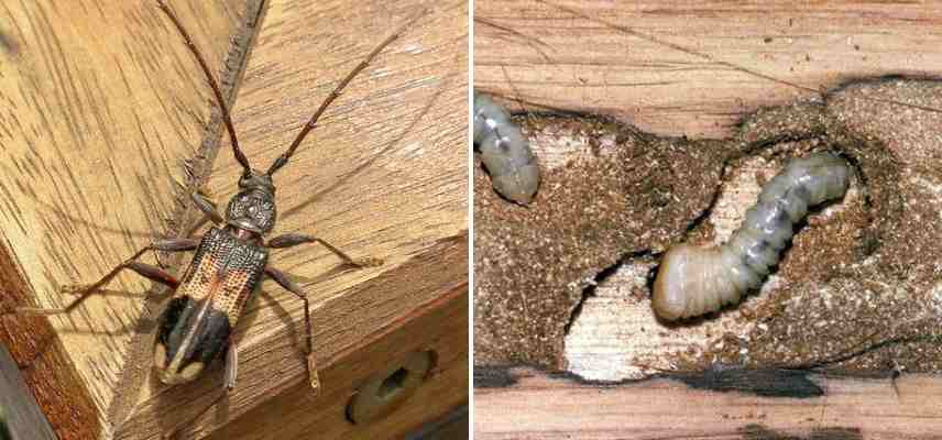 eucalyptus maladies parasites, ,eucalyptus feuilles tachees, eucalyptus feuilles seches jaunes rouges marron