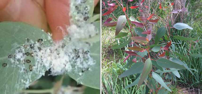 eucalyptus maladies parasites, ,eucalyptus feuilles tachees, eucalyptus feuilles seches jaunes rouges marron