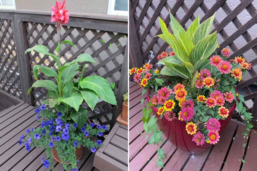 cultiver un canna en pot, culture canna en pot, planter canna en pot, baliser en pot