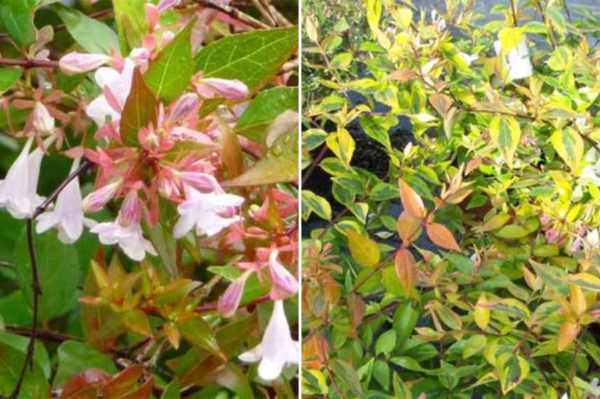 Abelias nains, abelias compacts, abelia de petite taille, abelia pour petit jardin