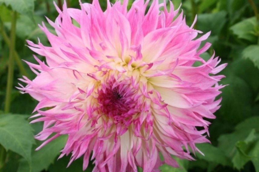 Dahlia Pineland's Princess