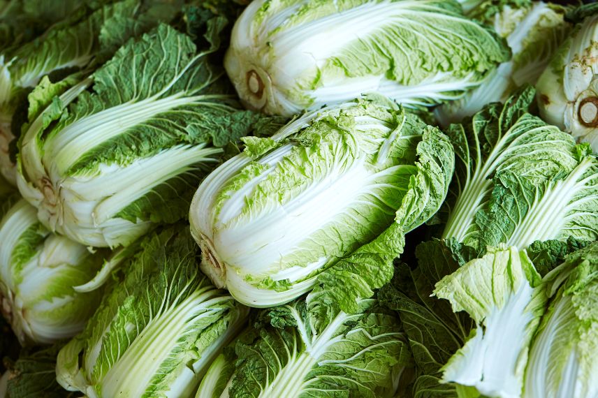 légumes cultivés été