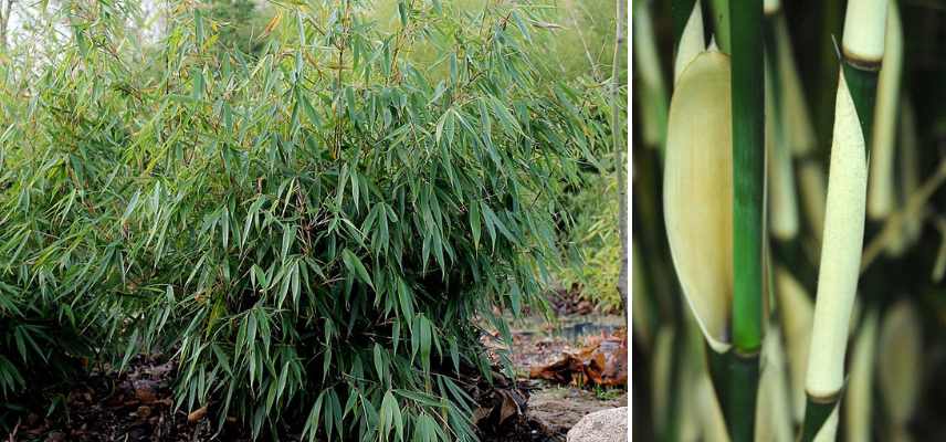 fargesia pour haie, bambon non traçant pour haie