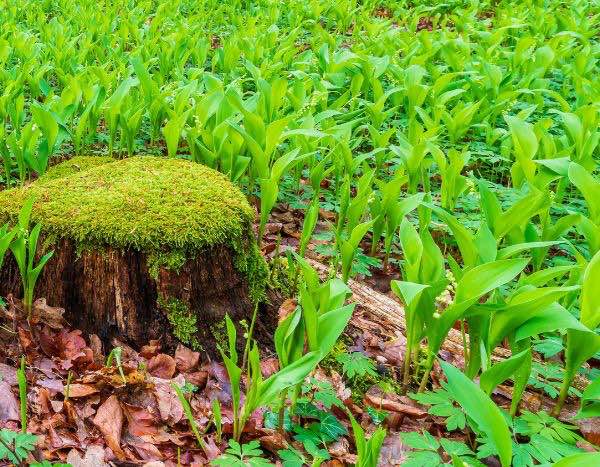 Comment diviser le muguet ?