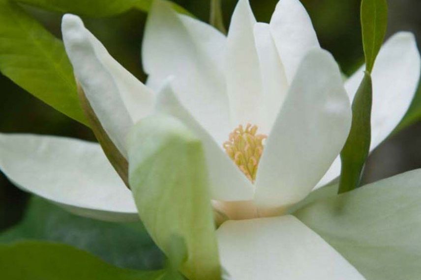 magnolia à floraison estivale