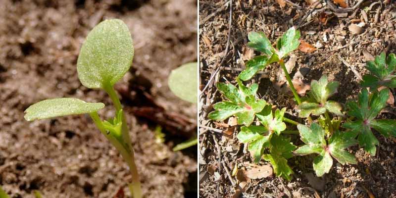 Comment semer le Delphinium
