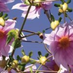 5 Dahlias géants à planter en fond de massif