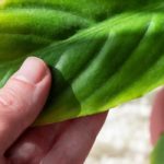 Feuilles qui brunissent et sèchent : bout des feuilles marrons sur vos plantes d’intérieur, que faire ? 