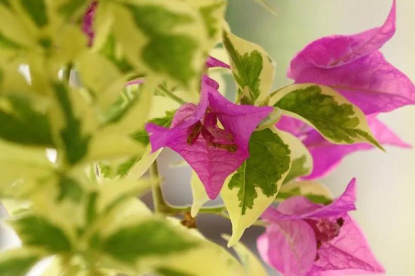 Bougainvillier panaché