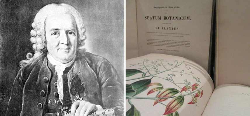 comprendre les règles et nomenclature botaniques