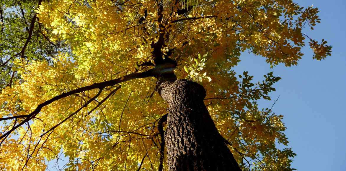 frene, fraxinus planter cultiver, maladies frenes, varietes interessantes de frenes