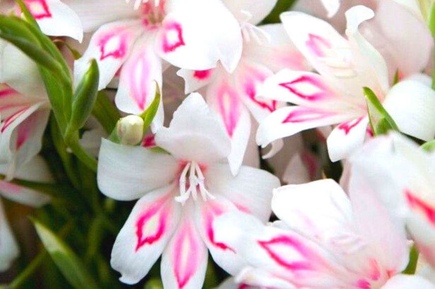 glaieul à fleurs blanches et rose