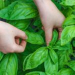 Conserver le basilic frais pour en profiter toute l’année
