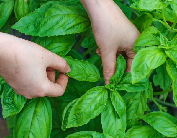 Conserver le basilic frais pour en profiter toute l’année