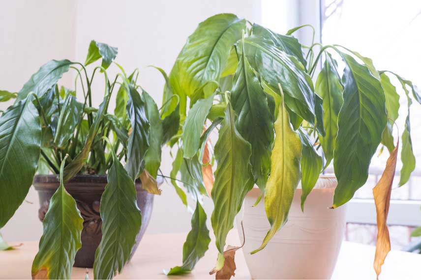 Feuilles molles et sèches, causées par un manque d'arrosage