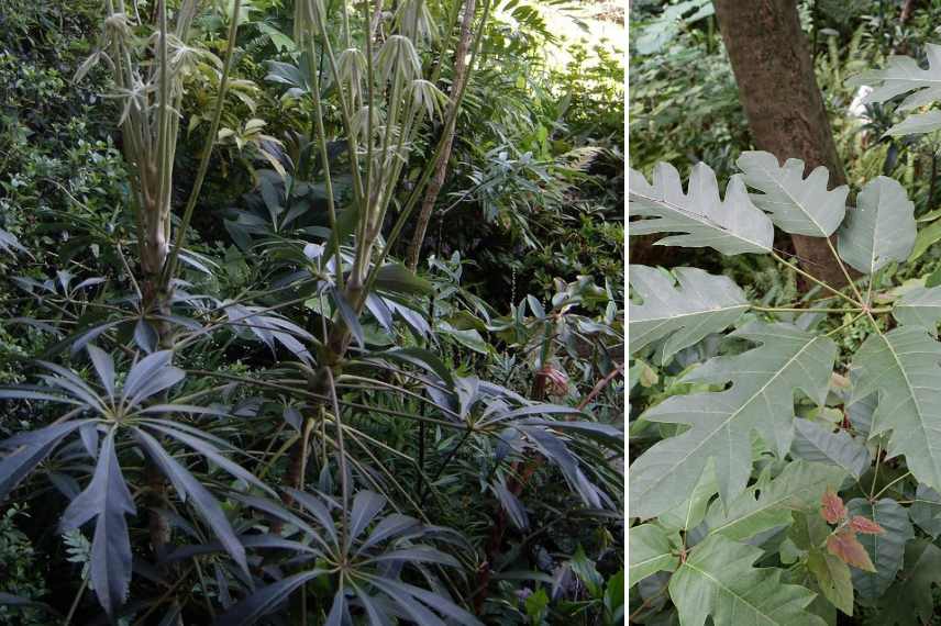 plantes exotiques pour l ombre, vegetaux exotiques ombre ombrage, jardin exotique ombrage ombre, meilleurs plantes exotiques pour l ombre