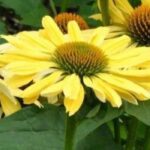 5 Echinacées jaunes