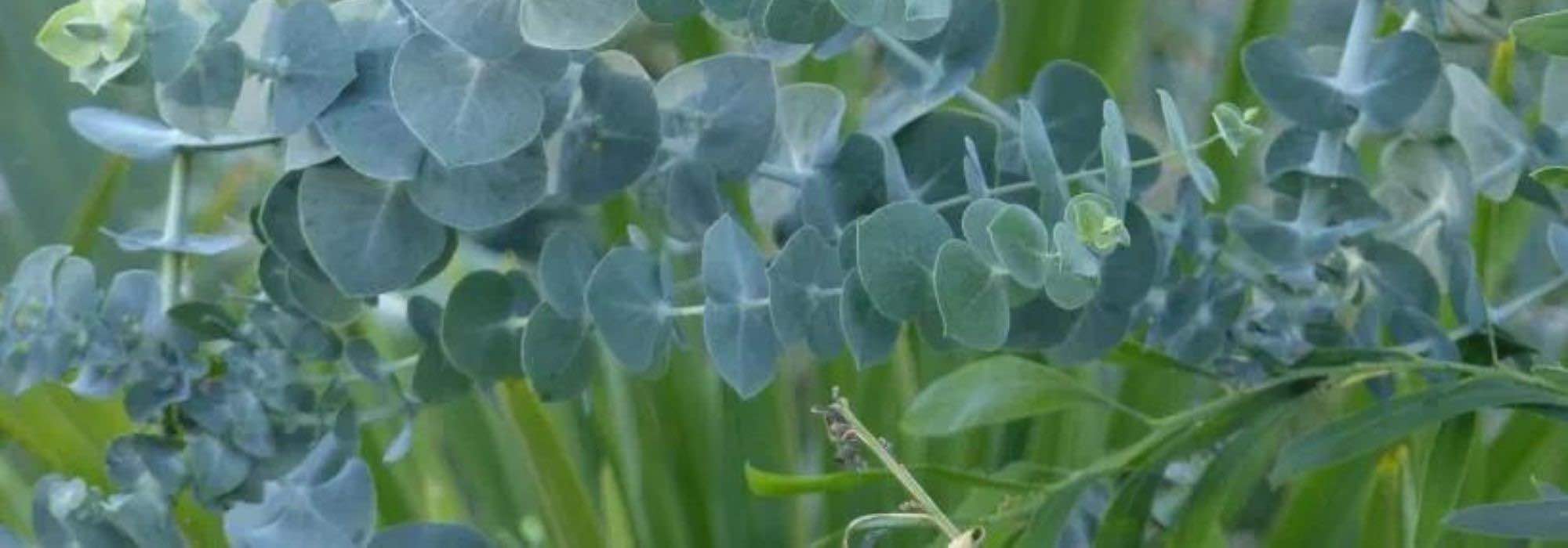 5 arbustes à feuillage bleuté