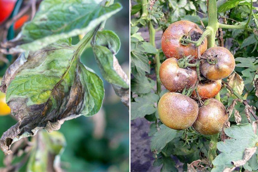 Maladies tomates