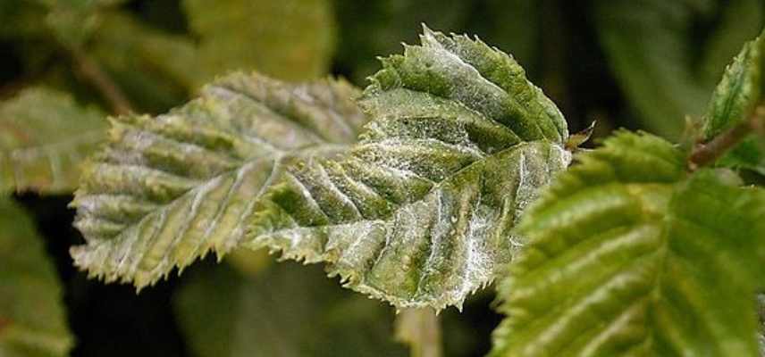 maladies et parasites du charme, carpinus belulus maladies champignons