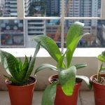 Plantes d'intérieur : comment réparer les dégâts de l'été ?