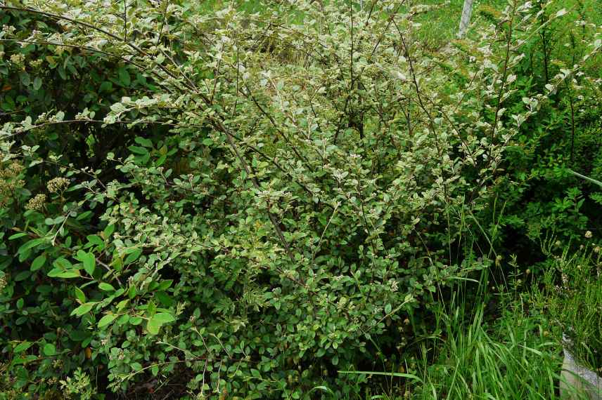 arbuste persistant pour haie, Cotoneaster pour haie, variete cotoneaster haie