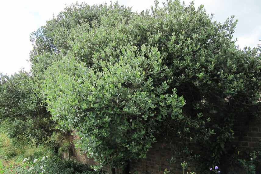 choisir un fejoa, meilleures varietes feijoa goyavier