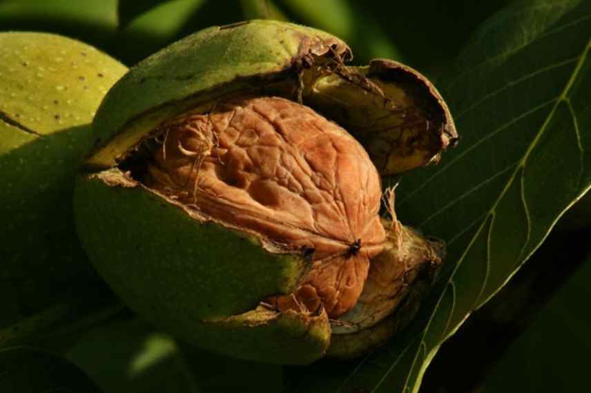 noyer choisir meilleures varietes, quel noyer, meilleures noix