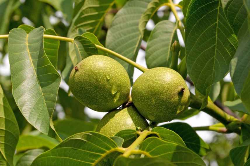 noyer choisir meilleures varietes, quel noyer, meilleures noix