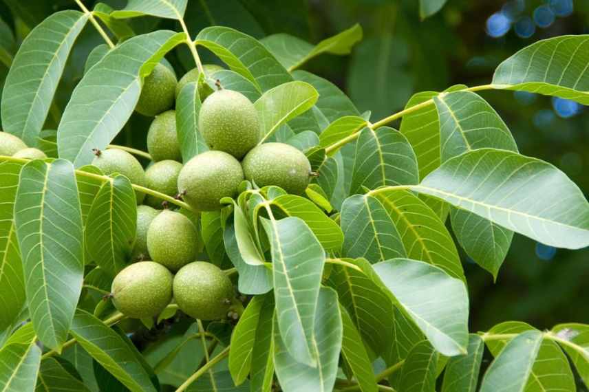 noyer choisir meilleures varietes, quel noyer, meilleures noix